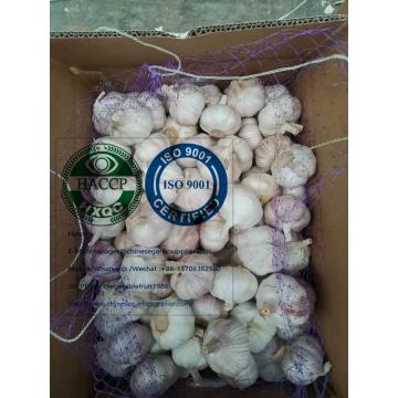 China Normal white garlic with 10KG loose carton to Brazil market.