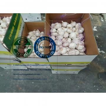 Normal white garlic with 10KG loose carton to Brazil market.