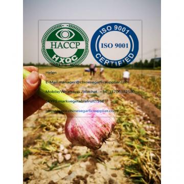 2020 new crop garlic from china