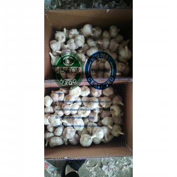 2020 new crop china garlic to Brazil marketwith 10KG loose carton package