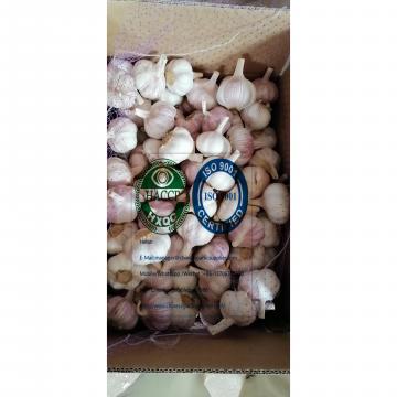 10 KG Loose carton package 2020 new crop garlic to Brazil market
