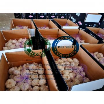 2020 New Top quality China pure white garlic are ready for shipment .