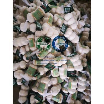 Pure white garlic to Japan Market