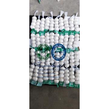 Pure white garlic with tube & carton package to Iraq Market