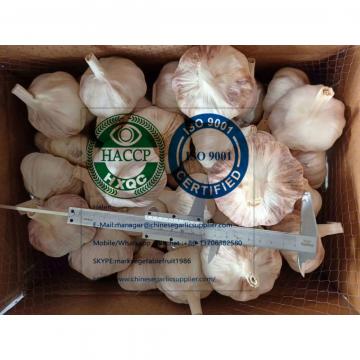 Big size normal white garlic to Brazil market