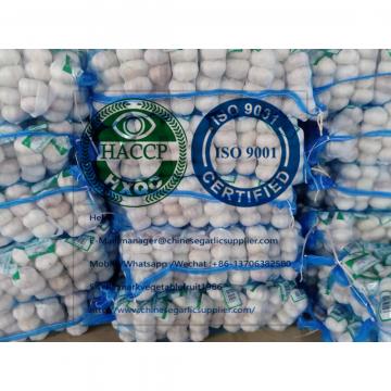 Normal White Garlic  To Dominican Market from china factory ！