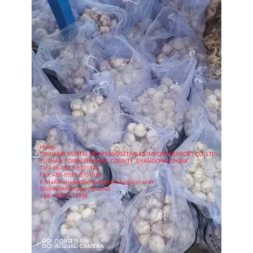 NORMAL WHITE GARLIC ARE EXPORTED TO EGUADOR MARKET WITH 10KG MESHBAG PACKAGE