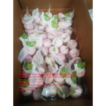 Top quality normal white garlic are exported to Walmart in Latin America Countries from China garlic factory!