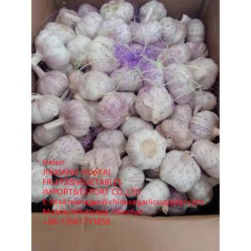 China Normal white garlic with 10KG Loose Carton packageTo African market