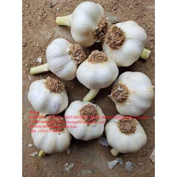 2021 NEW CROP PURE WHITE GARLIC WITH ROOT TO SPAIN MARKET FROM CHINA