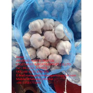 china normal white garlic with meshbag to Dominican Republic market