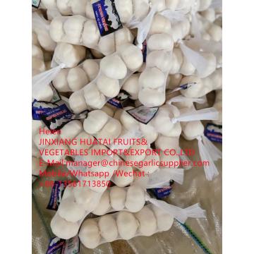 China pure white garlic with tube meshbag are loading to Iraq market !