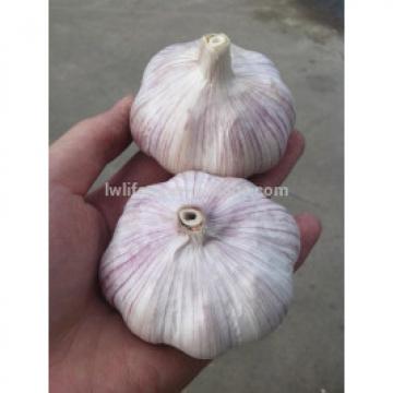 High Quality Chinese fresh White Garlic for sale / Pure White Garlic