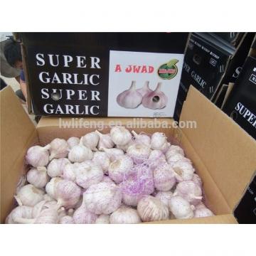 professional Manufacturer of fresh Chinese White Garlic / Normal White Garlic / Pure White Garlic