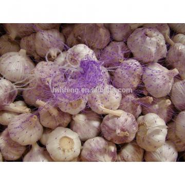 All the year Suppy Best Price of 2017 New Crop of Chinese Normal White Garlic