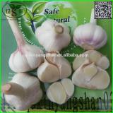 Price Of Fresh Chinese Garlic Specification 4.5cm 5.0 cm 5.5cm 6.0cm