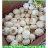 Hot Sale Chinese White Fresh Spicy Garlic