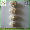 Professional Chinese Garlic Supplier Health Benifits Fresh White Garlic