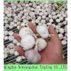 2017 Chinese Nature Normal/Purple Garlic Price #5 small image