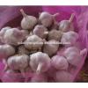 2017 Chinese Nature Normal/Purple Garlic Price #4 small image