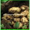 (HOT) Fresh white garlic specification more than 5 cm/GARLIC