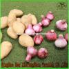 Shandong Garlic Wholesale Export Price 2017