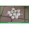 (HOT) Fresh white garlic specification more than 5 cm/GARLIC #1 small image