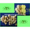 (HOT) Fresh white garlic specification more than 5 cm/GARLIC #5 small image