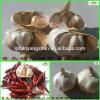 2017 factory hot sale fresh garlic