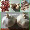 [HOT] 2017 fresh white garlic from 4.0cm---6.0cm