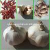 [HOT]Fresh Garlic by 5kg/10kg/ small pakage