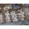 Wholesale Chinese 2017 Fresh Garlic Price Purple/Red/Pure White Garlic #4 small image