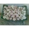 FRESH GARLIC FROM EGYPT WITH BEST PRICE FOR EXPORT