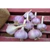 AMAZING STYLE Egyptian Garlic..RED AND WHITE GARLIC #1 small image