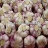 AMAZING STYLE Egyptian Garlic..RED AND WHITE GARLIC #2 small image