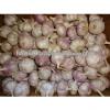Participate output of egyptian dry garlic with good price/ red / yellow dry garlic