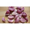 Participate output of egyptian dry garlic with good price/ red / yellow dry garlic
