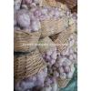 garlic supplier provides best fresh garlic price