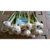 Best Price White Natural Fresh Garlic