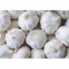 2015 Natural Fresh white garlic wholesales