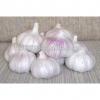 Natural Fresh white garlic wholesales