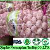 [HOT] Pure white garlic/white garlic Professional exporters