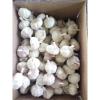 2017 Best price high quality solo fresh garlic