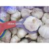 2017 fresh garlic factory 50mm for sale
