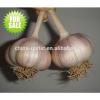 Factory supply high quality fresh Garlic for sale
