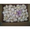 fresh white garlic in jinxiang lowest price #1 small image