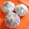2017 fresh garlic from China