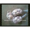 2017new crop white garlic from China
