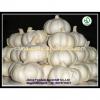 Bulk pure white fresh garlic price for sale