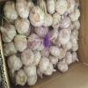 NORMAL WHITE GARLIC WITH 10KG CARTON LOOSE PACKAGE